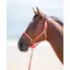 Topaz Nylon Headcollar Orange