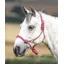 Shires One Size Rope Control Headcollar In Pink/Black