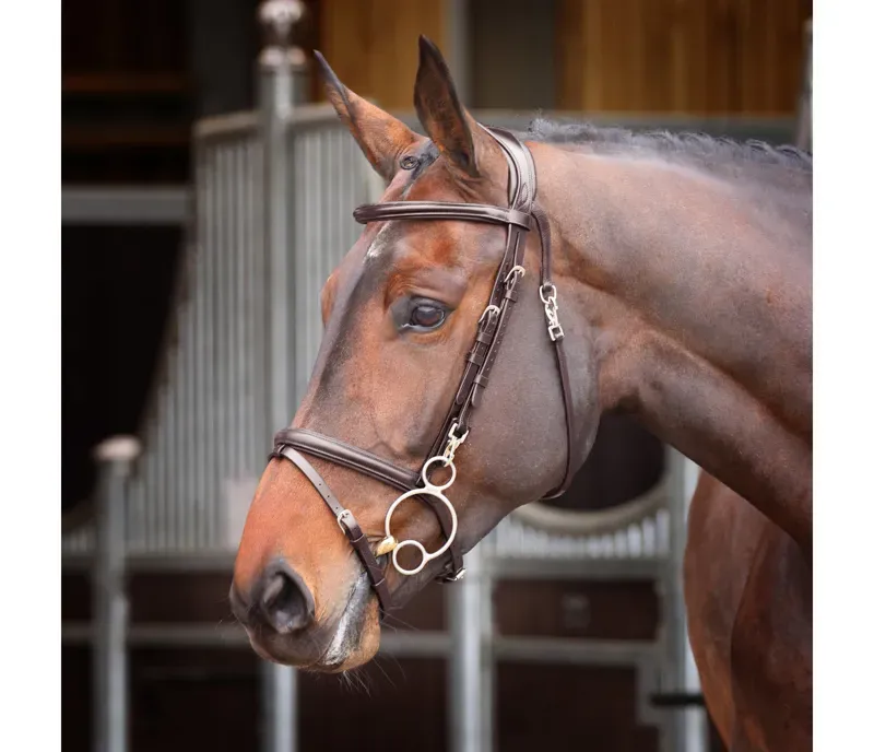 Velociti Rapida Training Bridle in Havana