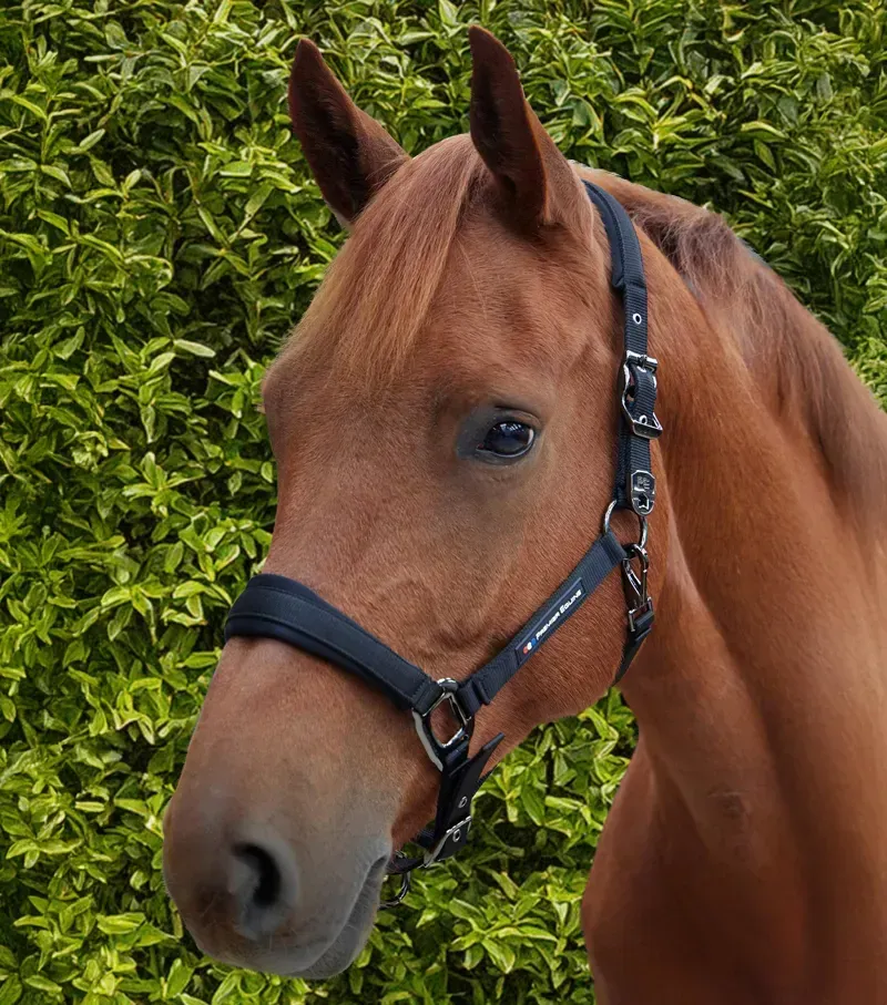 Premier Equine Corda Padded Head Collar With Lead Rope in Black-1