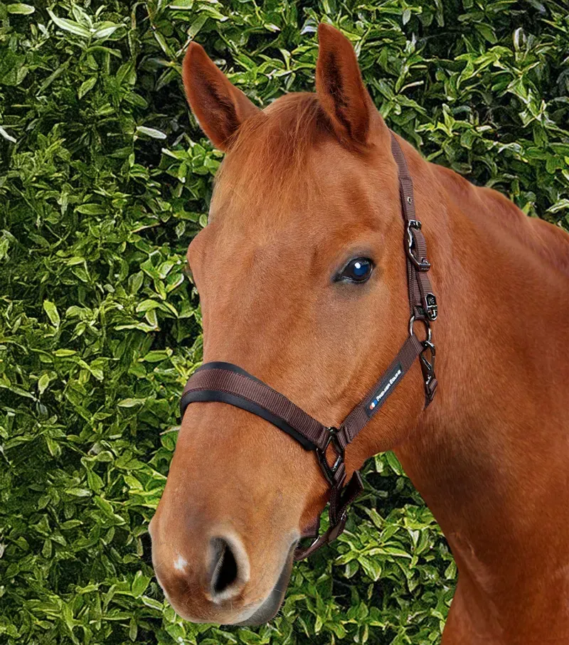 Premier Equine Corda Padded Head Collar With Lead Rope in Brown-1