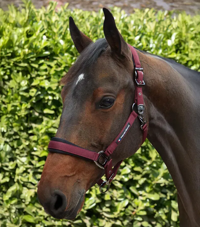 Premier Equine Corda Padded Head Collar With Lead Rope in Burgundy-1
