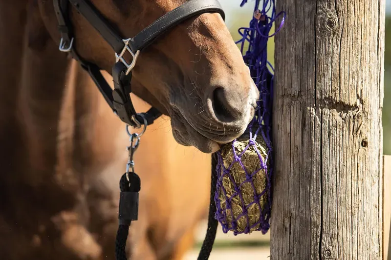 Equilibrium Products Munch Net in Purple