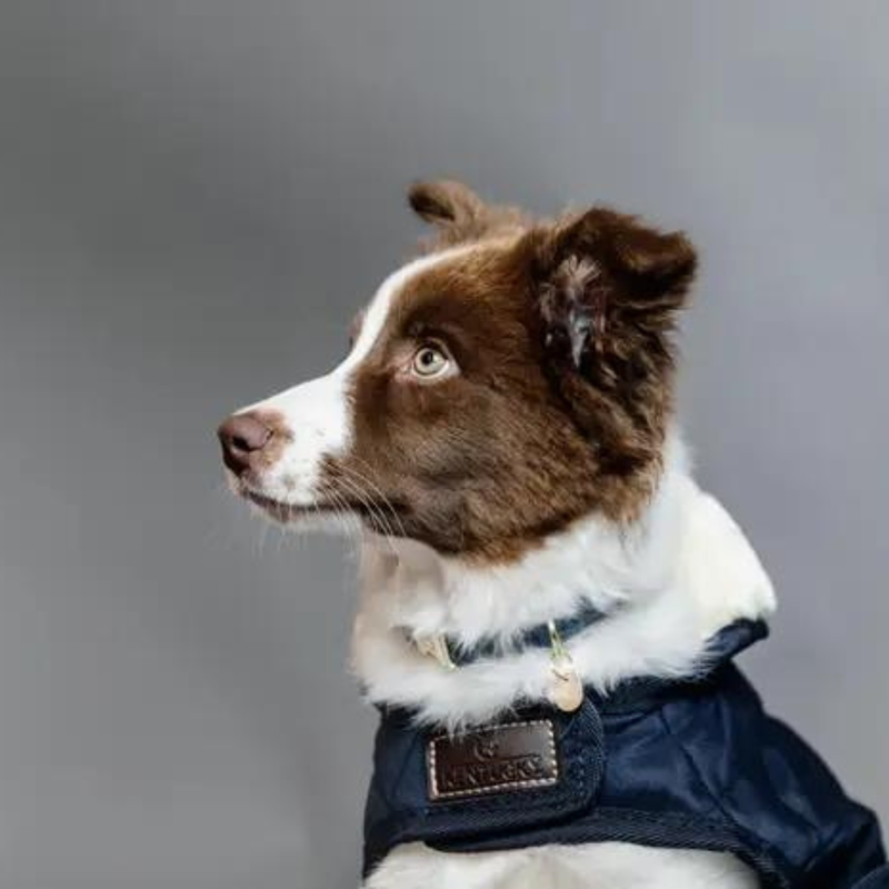 Kentucky Dogwear Dog Coat Navy-3