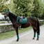 Kentucky Dressage Velvet Saddle Pad Dark Green