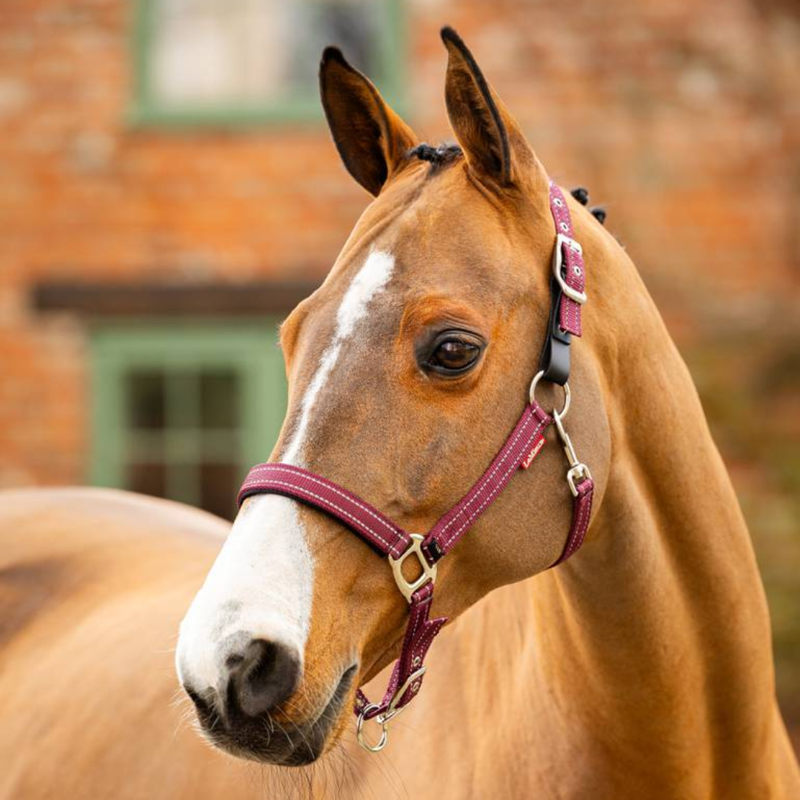 LeMieux Essential Yard Headcollar Burgundy-1