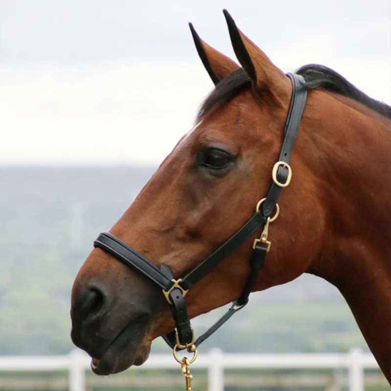 Coldstream Leather Padded Head Collar in Black-1
