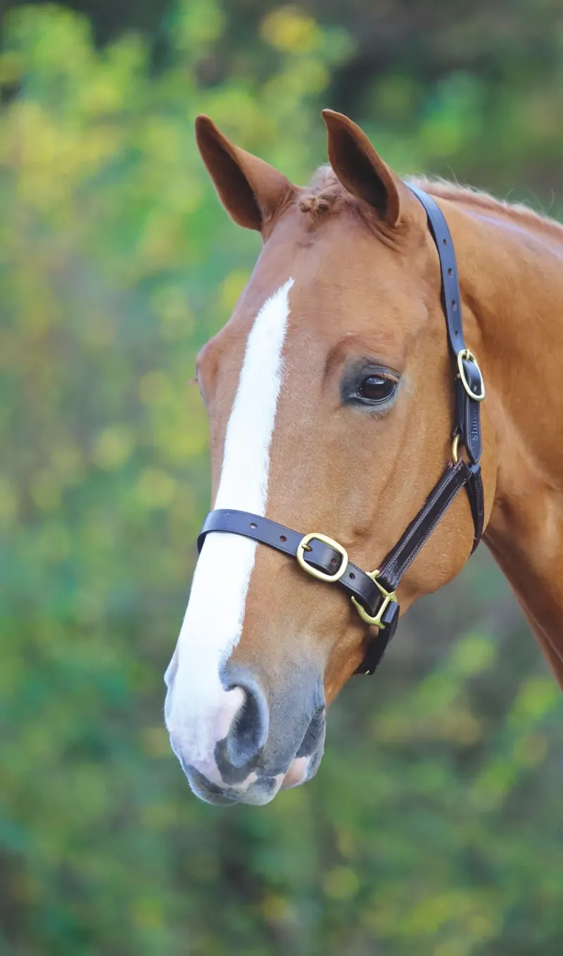 Velociti GARA Fully Adjustable Leather Headcollar Havana-1