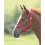 Shires Foal Headcollar Red 