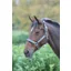 Topaz Nylon Headcollar Grey