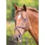 Velociti GARA Mexican Noseband Havana
