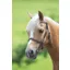 Velociti GARA Clincher Inhand Bridle Black