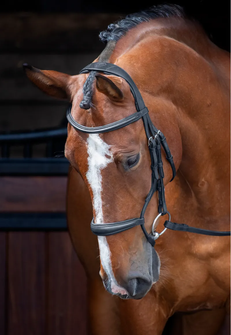 Velociti Rolled Padded Cavesson Bridle in Black