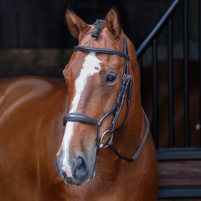 Velociti Rolled Padded Cavesson Bridle in Havana-1