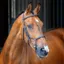Lusso Rolled Padded Cavesson Bridle Havana