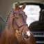 Lusso Padded Raised Flash Bridle Havana