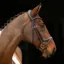 Velociti Lusso Comfort Flash Bridle Havana