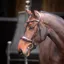 Velociti Lusso Elite Padded Cavesson Bridle Havana