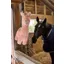 LeMieux Plush Horse Toy Llama