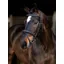 LeMieux Arika Classique Flash Bridle Brown