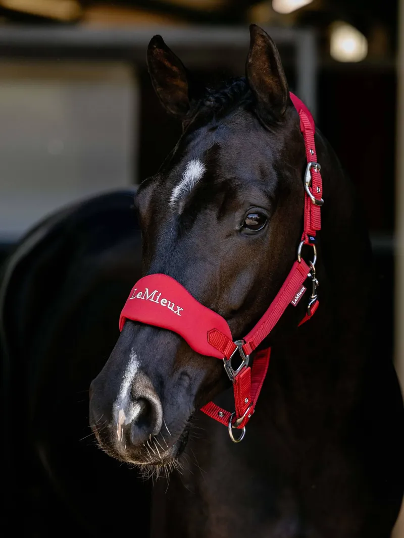 LeMieux Breakaway Vogue Headcollar Chilli-1