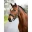 LeMieux Logo  Headcollar Cinder