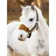 LeMieux Mini Vogue  Headcollar Alpine