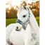 LeMieux Mini Vogue  Headcollar Glacier