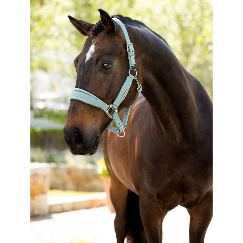 LeMieux Versaillies Headcollar Aqua-2