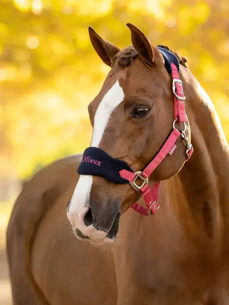 LeMieux Vogue Headcollar and Leadrope Cranberry-1