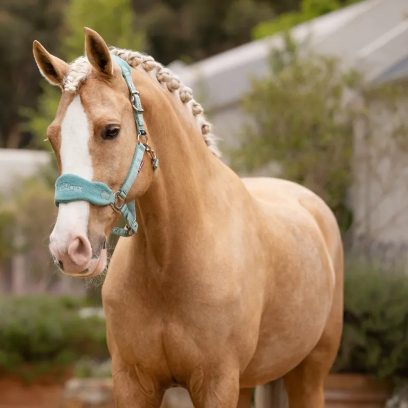 LeMieux Vogue Headcollar And Leadrope Lagoon-1