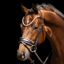 Schockemohle SP Luxury Dressage Bridle Espresso Toffee