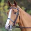 Velociti GARA Plain Bridle Havana