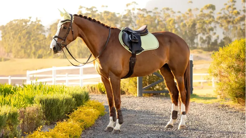 LeMieux Suede Close Contact Square Macaron-1