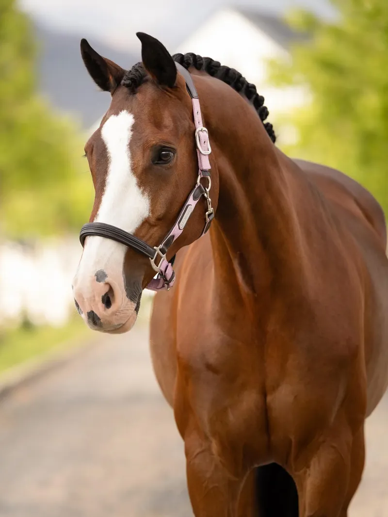 LeMieux Capella Headcollar Fondant-1