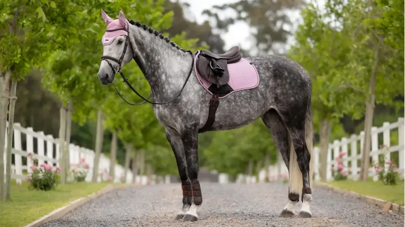 LeMieux Essence Close Contact Square Fondant-1